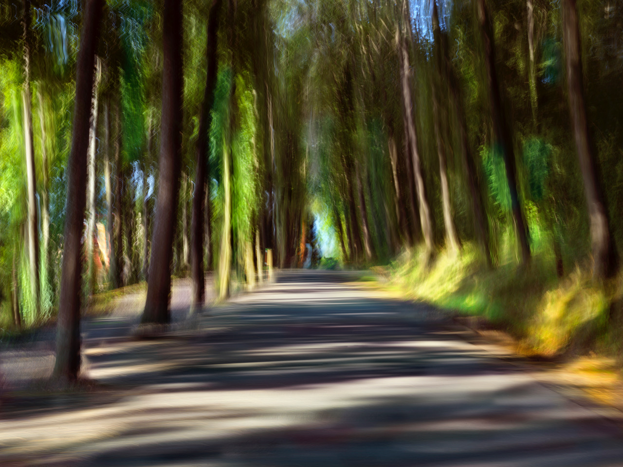 arbres chemin tourette arbres chemin tourette par Georges Poncet